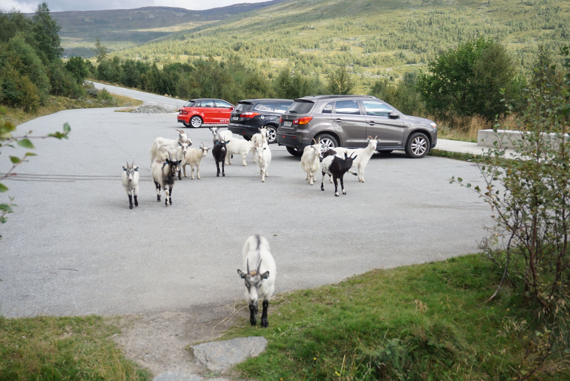 Second goat gang